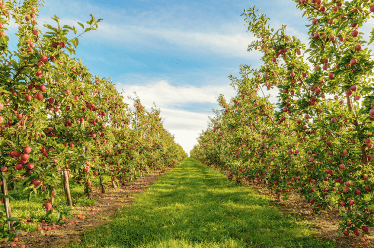 Fruit production training